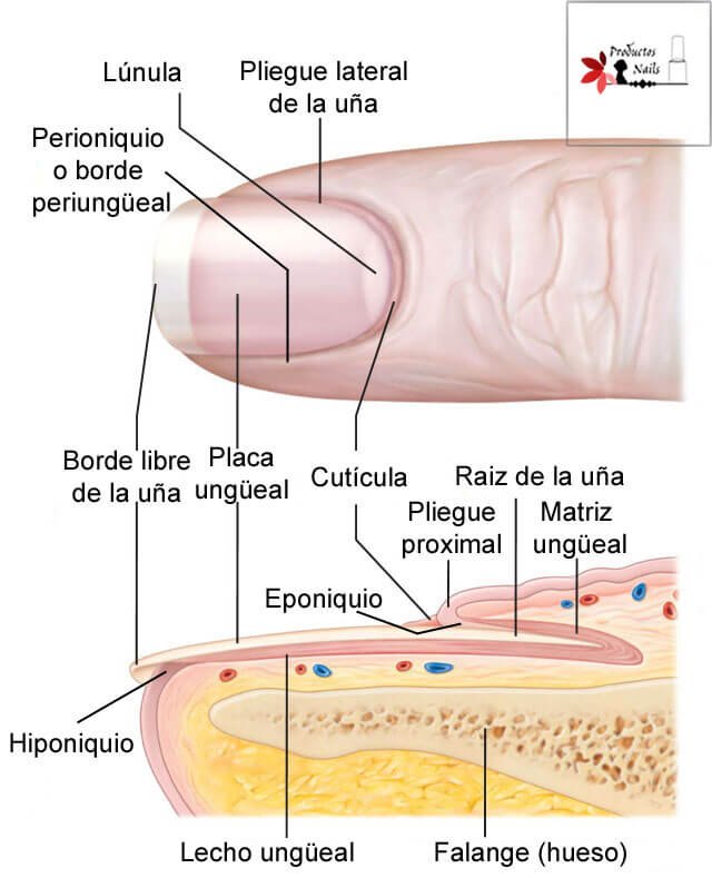 Anatomía-de-las-uñas-1 (1).jpg