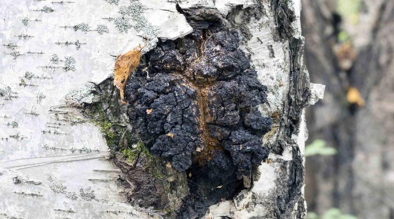 Chaga-Birch-Tree_1400x.progressive.jpg