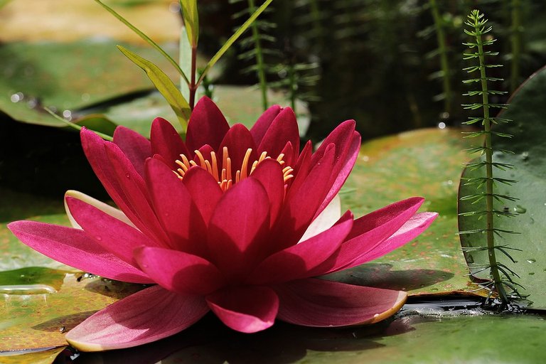 water-lily-3478924_960_720.jpg