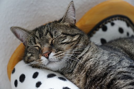 SLEEPING CAT - cat-2360876__340.jpg