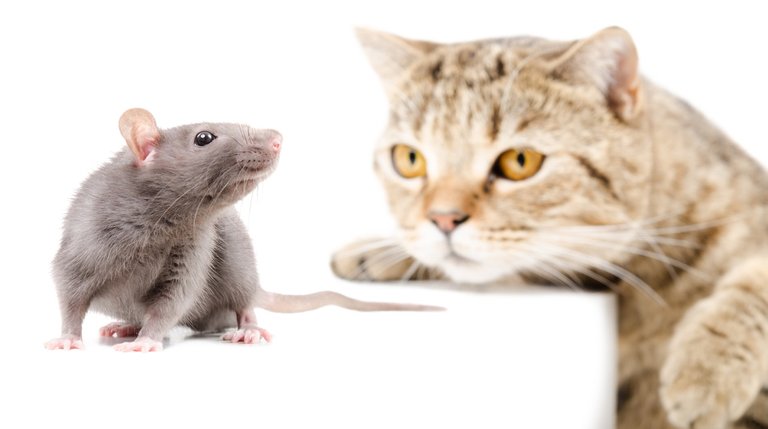 cat-and-rat.jpg