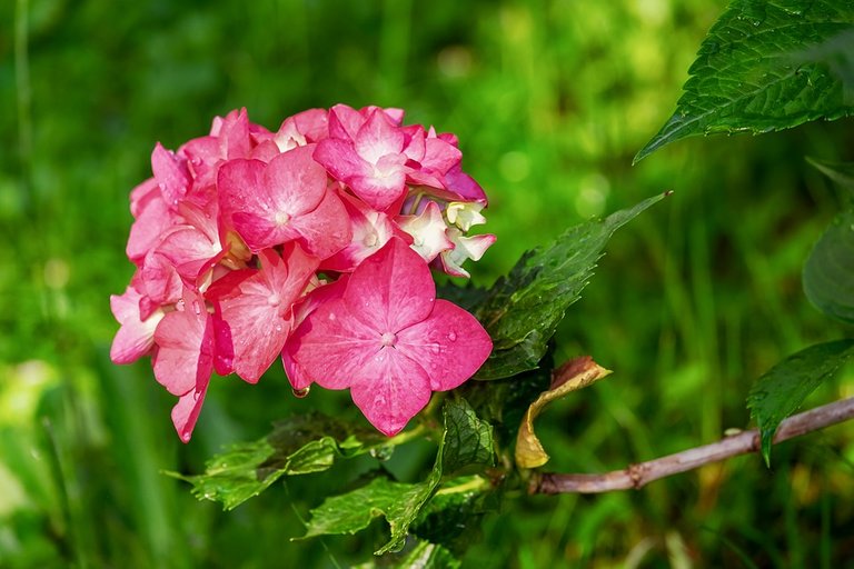 hydrangea-3469435_960_720.jpg