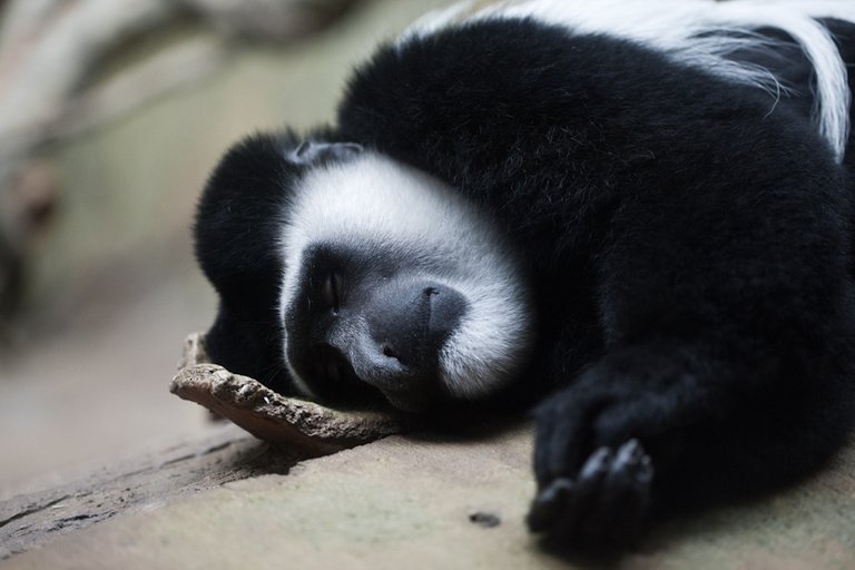 Sleeping Colubus Monkey.jpg