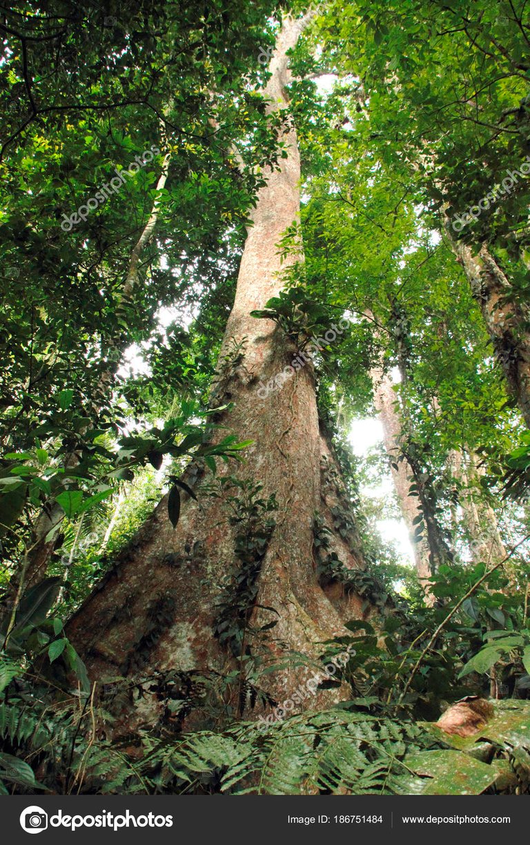 depositphotos_186751484-stock-photo-giant-tree-gyranthera-caribensis-jungle.jpg