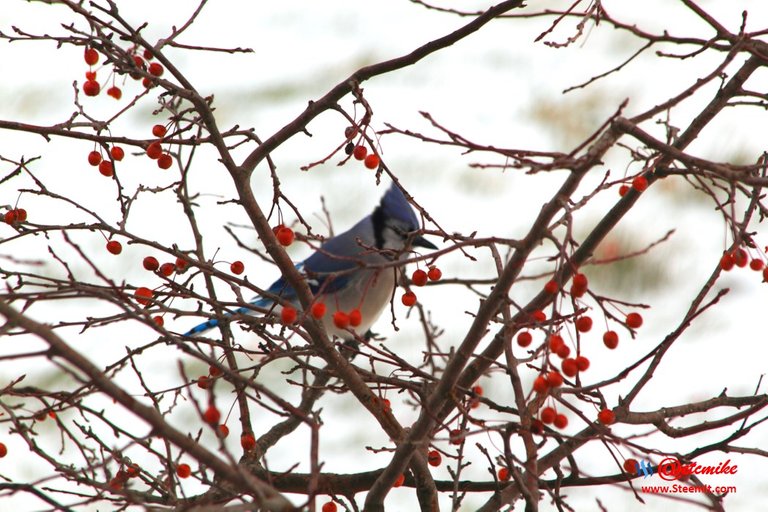 Blue Jay PFW03_0088.JPG