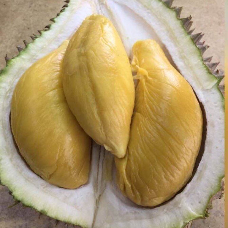 Durian king isi musang Pendapat Peribadi