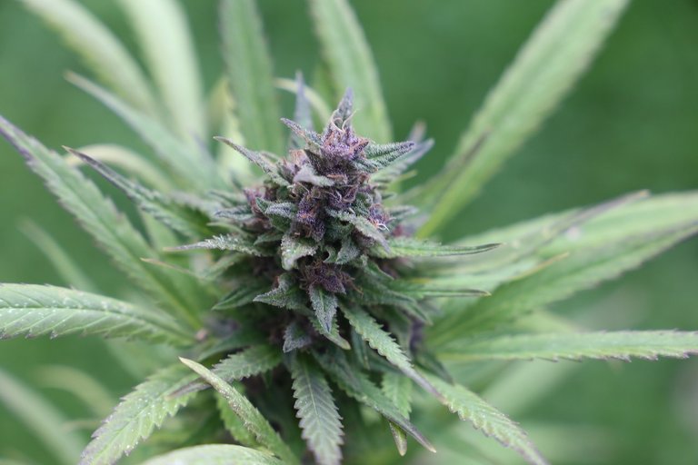marijuana_1549641709.jpg