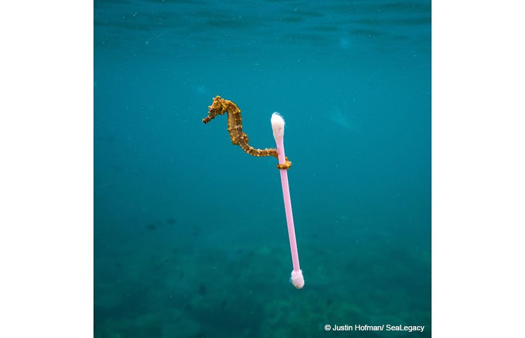 wpy-seahorse-sewage-surfer-two-column.jpg