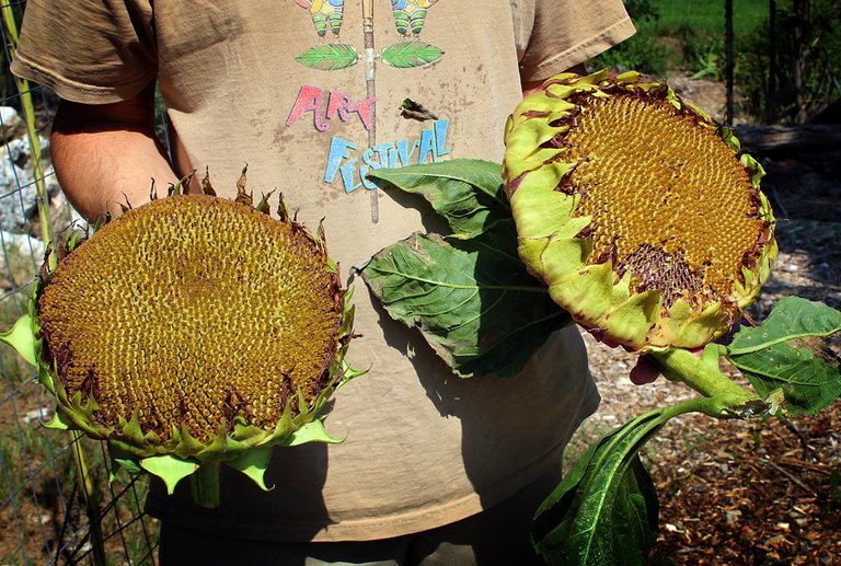 sunflower_harvest4_brown.jpg