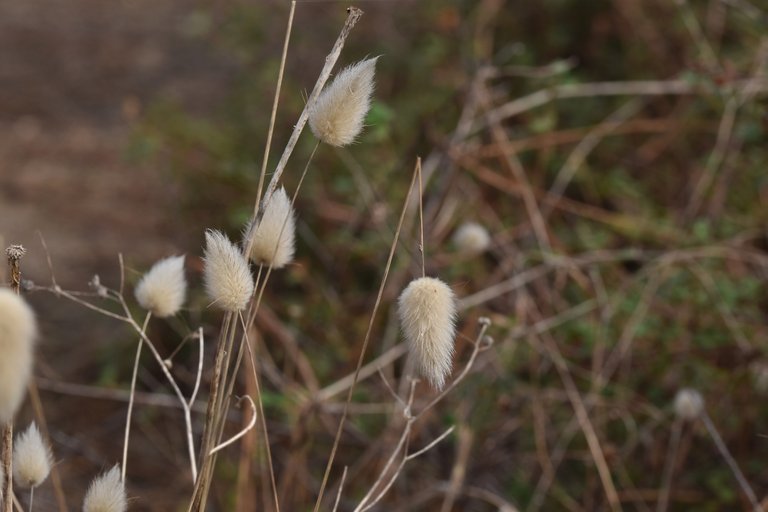 fluffy grass heads 2.jpg