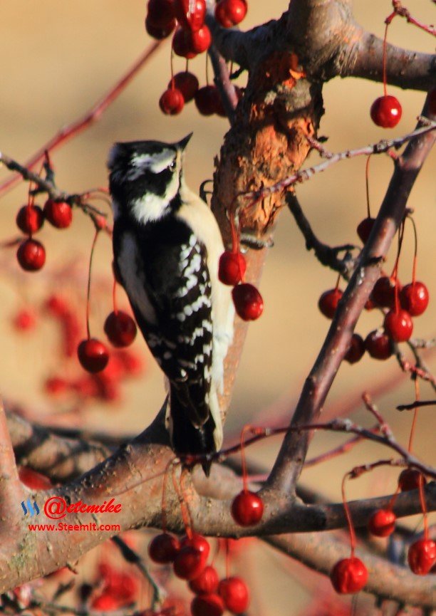 Downy Woodpecker IMG_0168.JPG