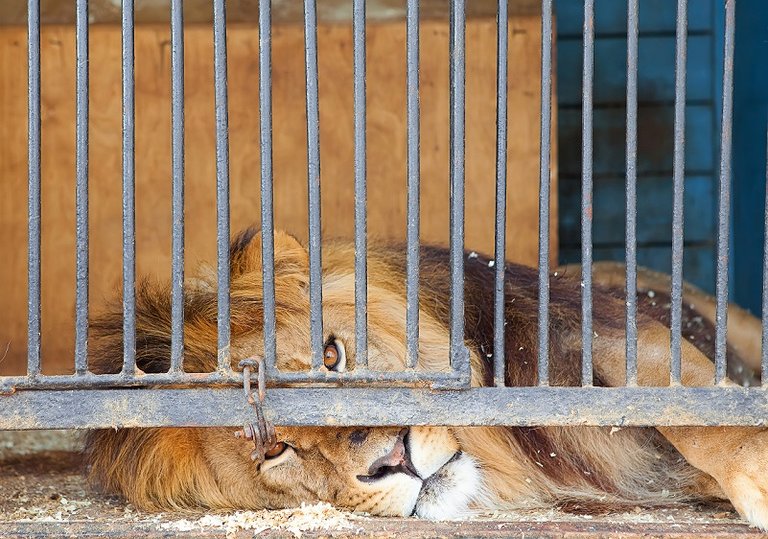 lion in cafe.jpg