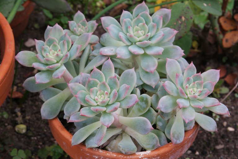 Echeveria-prolifica.jpg