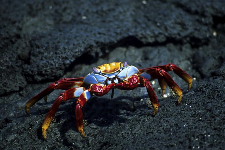 5-especies-de-crustaceos-muy-curiosas.jpg