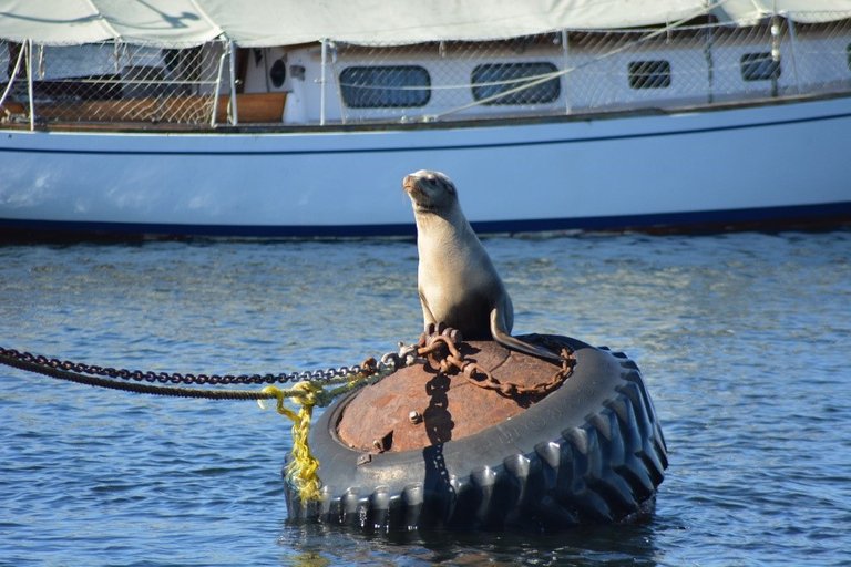 Sea Lion.jpg