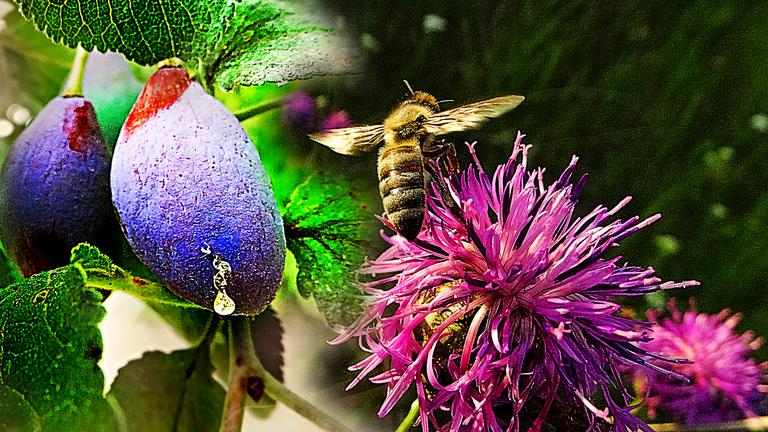 I want to become a beekeeper! - World of honey - Honeydew honey.