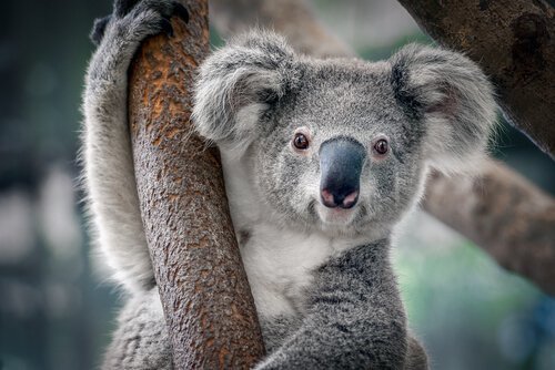 koala-caracteristicas.jpg