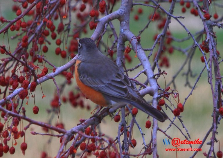 American Robin PFW55.jpg