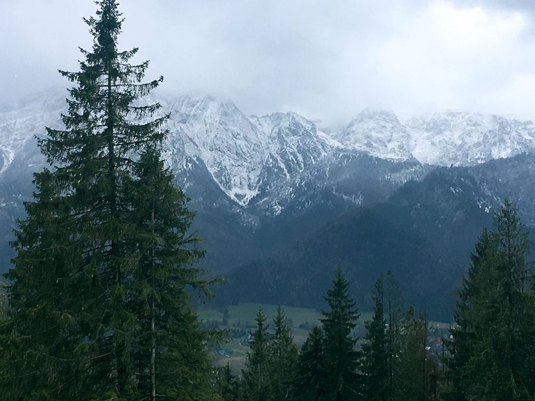 forest-and-mountains-zakopane.jpg