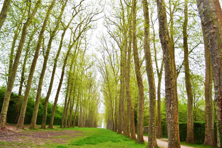 Green Way With Green Tree.jpg