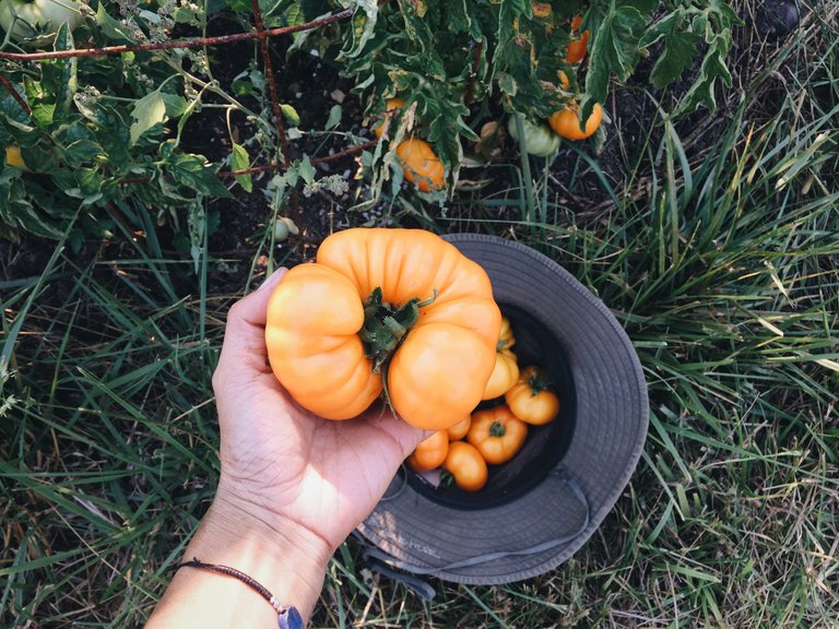 afghan tomato.JPG