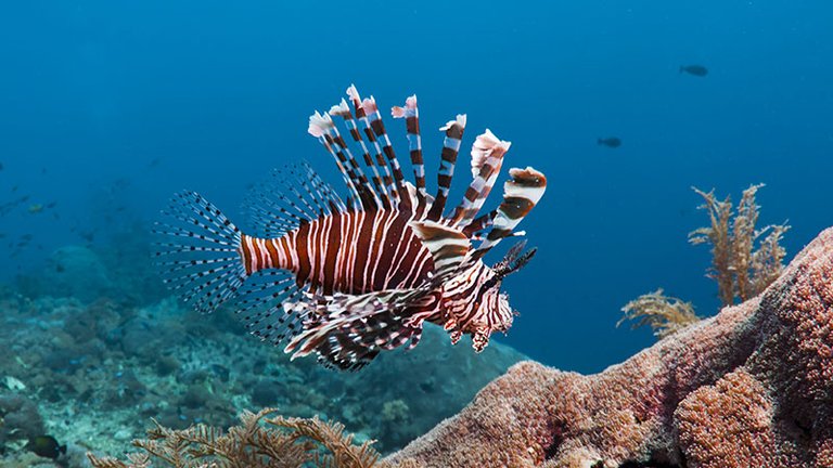 Lionfish_DP.jpg