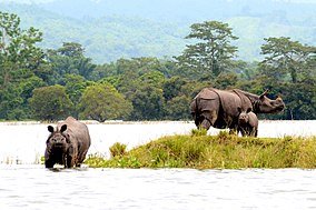 284px-Rhinos_in_KNP.jpg