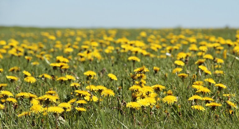 dandelion-3382663_1920.jpg