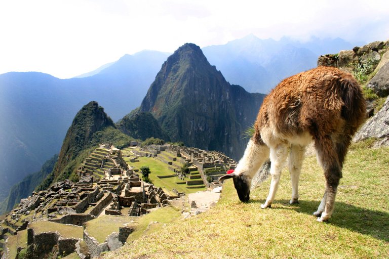 Llama-Machu-Picchu1.jpg