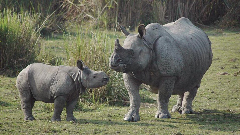 india-rhino-poaching_d1f2ac98-3441-11e8-9916-7e63ef9446cf.jpg