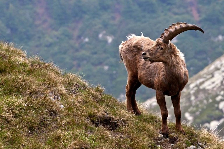 Pyrenean-Ibex-Photos.jpg