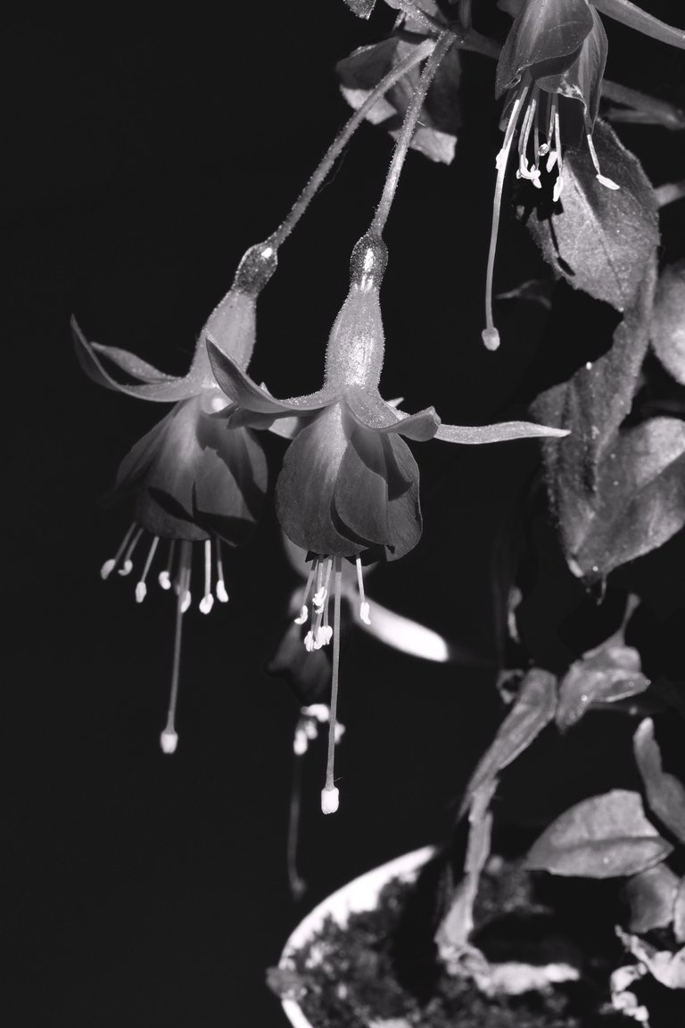 Fuchsia flower bw 3.jpg