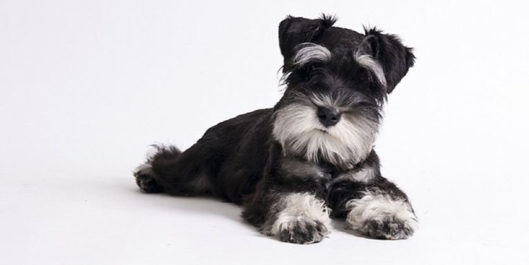 Miniature-schnauzer.jpg