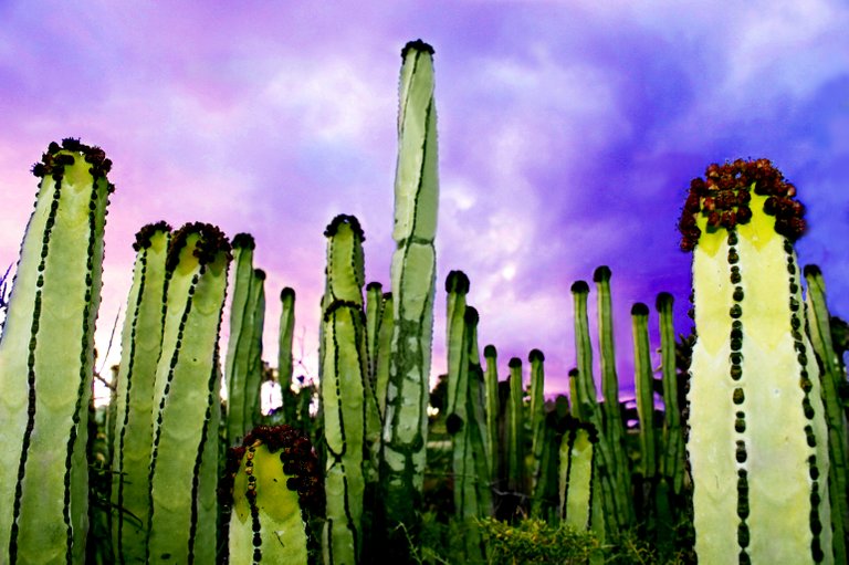 stock-photo-cactus-272213689.jpg