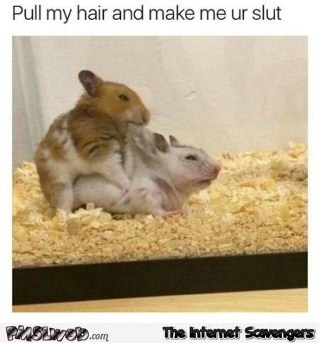 25-pull-my-hair-funny-gerbil-sex-meme.jpg