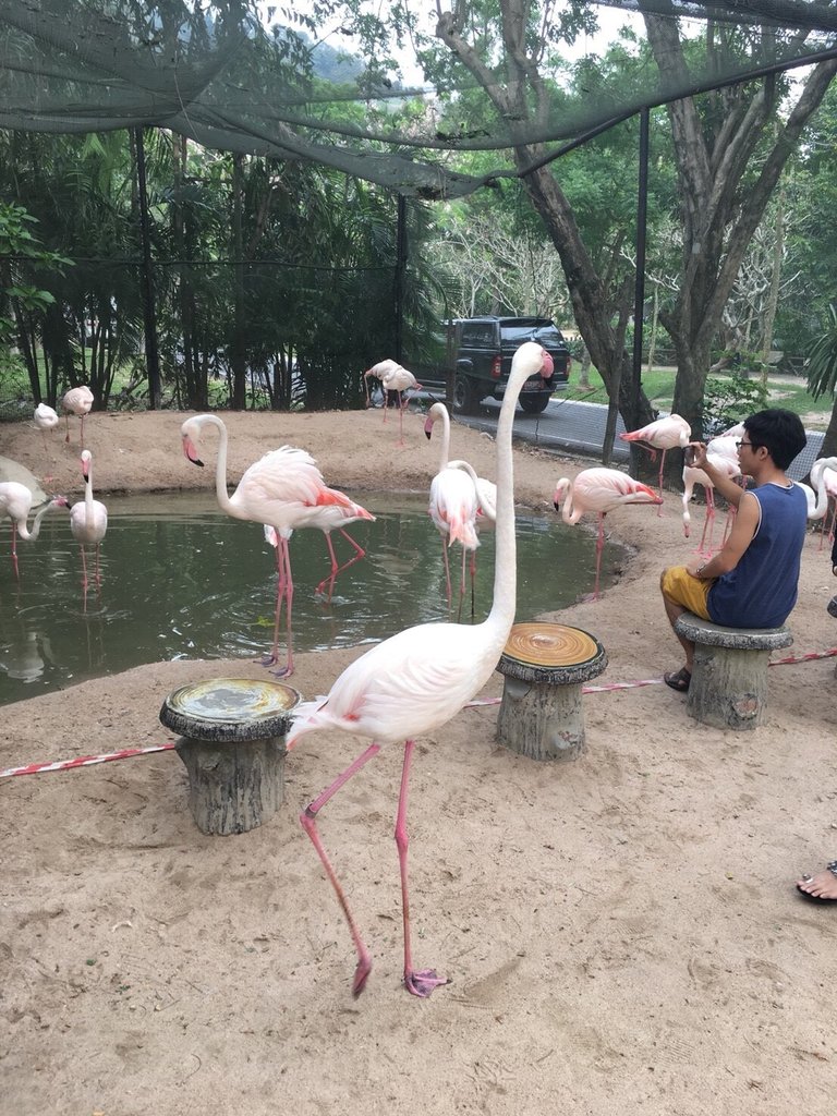 Khao Kheow Open Zoo16.jpg