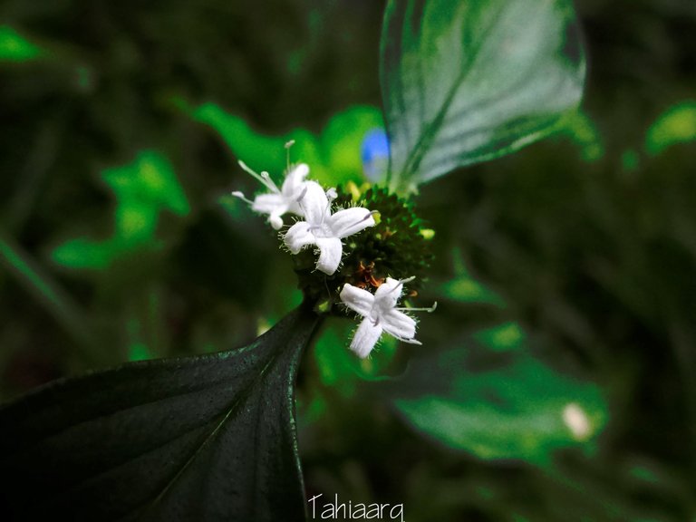 florblancaTahia (2).jpg