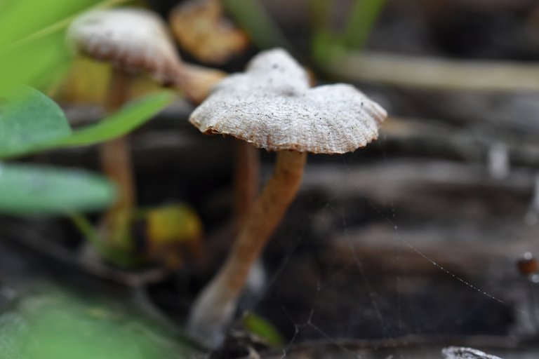 mushrooms bark chips 3.jpg
