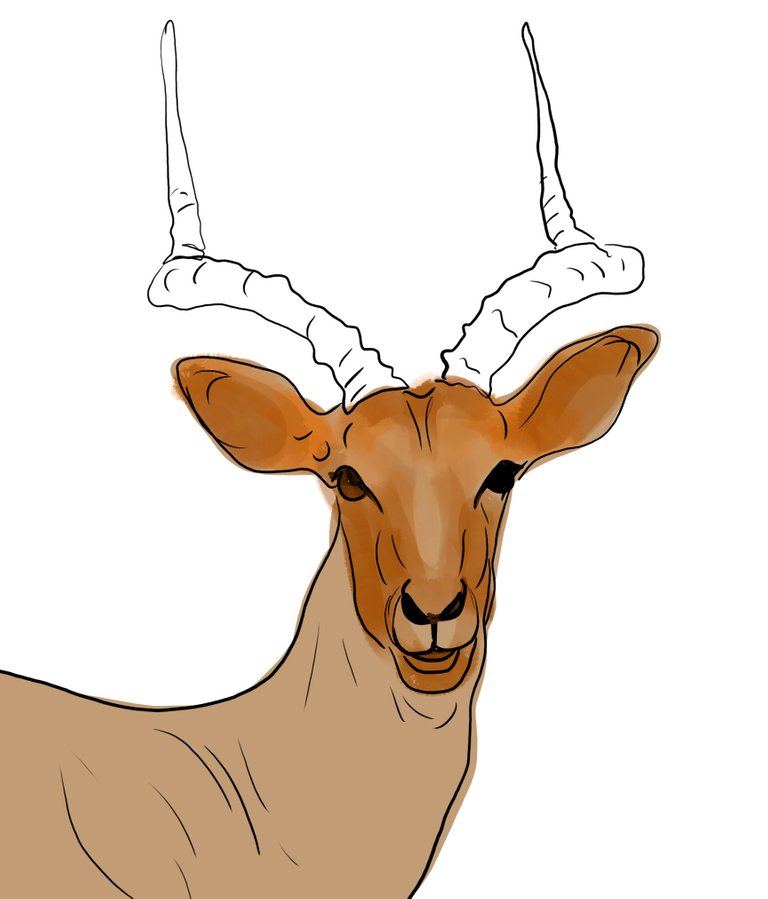 deer (460).jpg