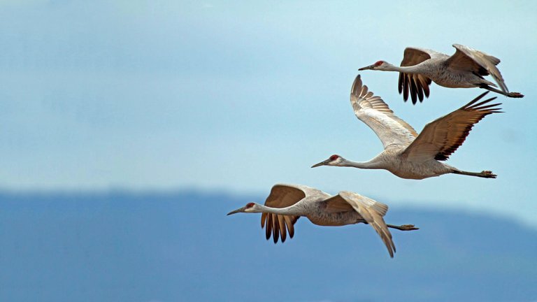 web_gbbc_sandhill_crane_3_bob-howdeshell_tn_2012_kk.jpg