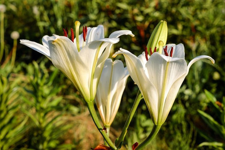 lily-2448290_960_720.jpg