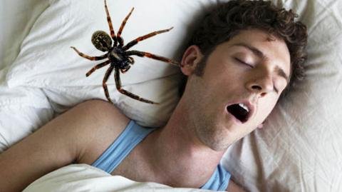 spider-sleep_796aa47c112f2d8c8551cc6a98148d97332f8a4b.jpg