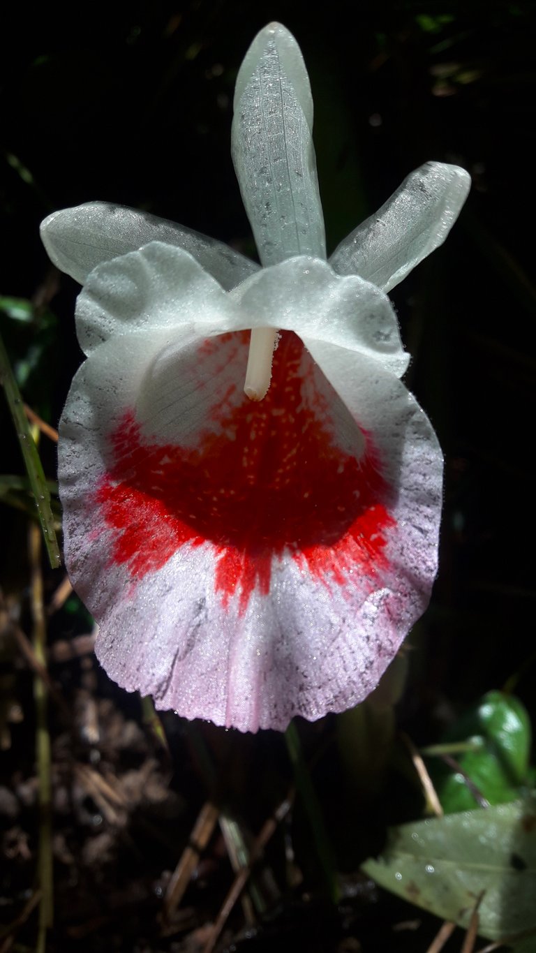 Wild20180727_094538.jpg