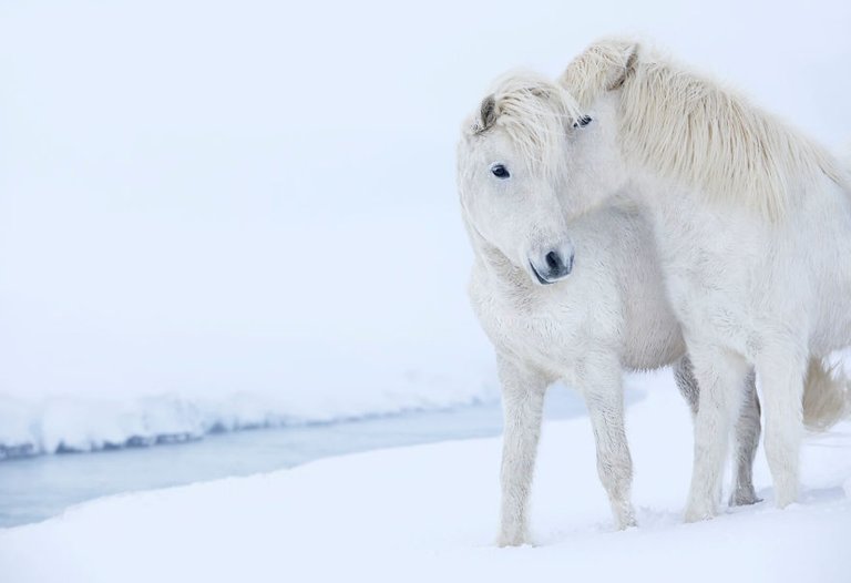 animal-photography-icelandic-horses-in-the-realm-of-legends-drew-doggett-37-5b5afc19eb4c6__880.jpg