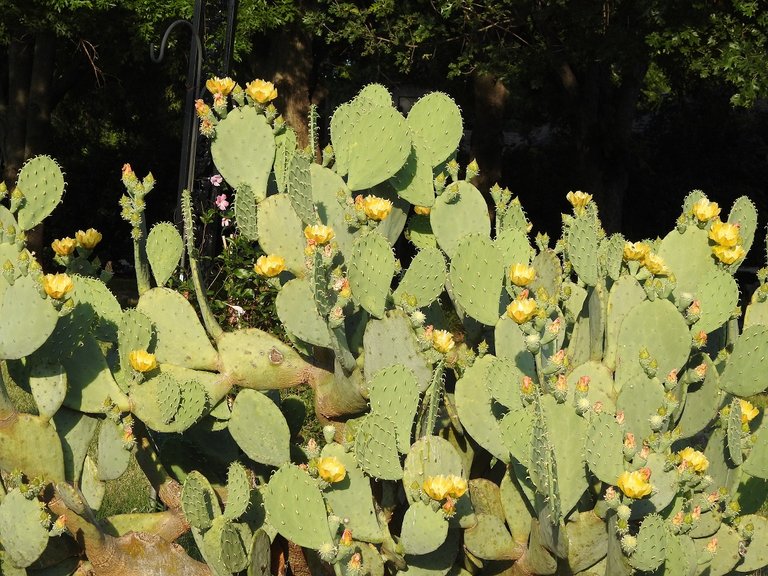 cactus_closeup.jpg