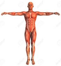 humanbody.jpg