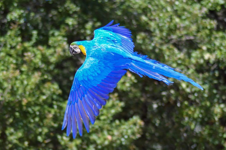 parrot-2796741_1920.jpg