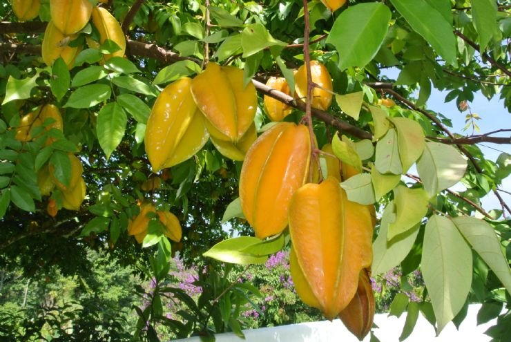 star-fruit-plantation.jpg