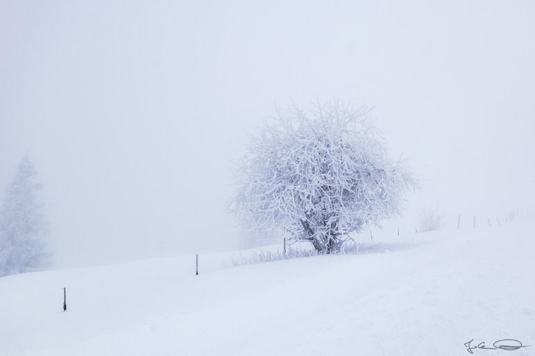 2019-01-19-Dobratsch-Foggy-05.jpg