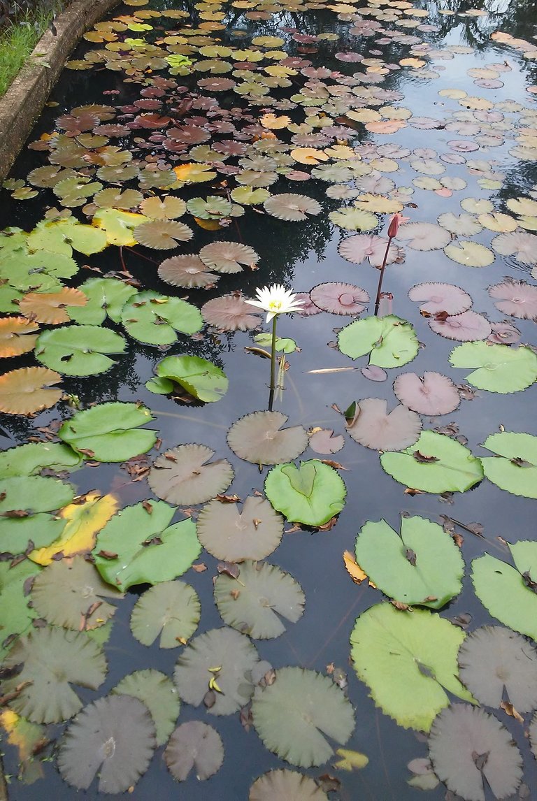 Jardin Botanico.jpg